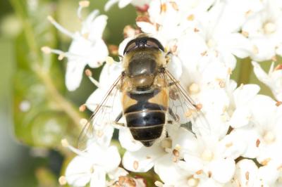  Eristalis similis (Fallén, 1817)