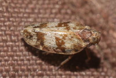  Tachycixius venustulus (Germar, 1830)