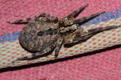 Zoropse à pattes épineuses Zoropsis spinimana (Dufour, 1820)