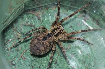 Zoropse à pattes épineuses Zoropsis spinimana (Dufour, 1820)