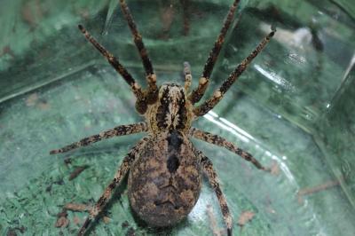 Zoropse à pattes épineuses Zoropsis spinimana (Dufour, 1820)