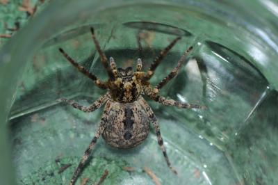 Zoropse à pattes épineuses Zoropsis spinimana (Dufour, 1820)