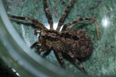 Zoropse à pattes épineuses Zoropsis spinimana (Dufour, 1820)