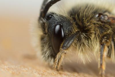  Andrena lagopus Latreille, 1809