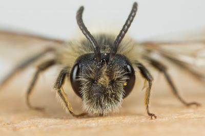  Andrena lagopus Latreille, 1809