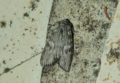 Xyline brouillée (La) Scotochrosta pulla (Denis & Schiffermüller, 1775)