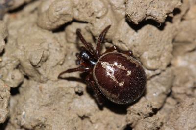  Steatoda nobilis (Thorell, 1875)
