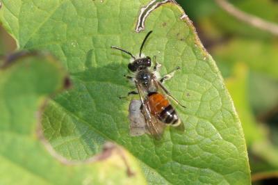  Andrena pellucens Pérez, 1895
