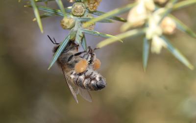 Abeille domestique, Abeille européenne, Abeille me Apis mellifera Linnaeus, 1758
