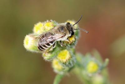  Colletes Latreille, 1802