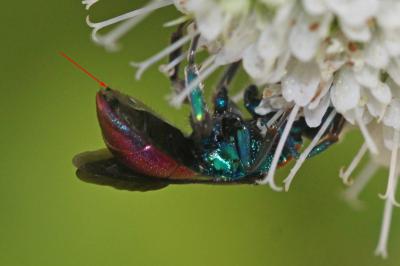  Hedychrum nobile (Scopoli, 1763)
