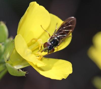  Platycheirus albimanus (Fabricius, 1781)
