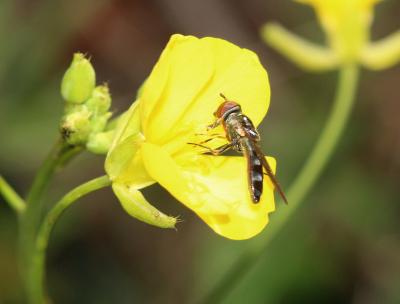  Platycheirus albimanus (Fabricius, 1781)