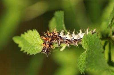 Gamma (Le), Robert-le-diable (Le), C-blanc (Le), D Polygonia c-album (Linnaeus, 1758)