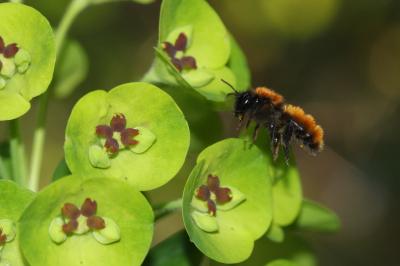  Andrena fulva (Müller, 1766)