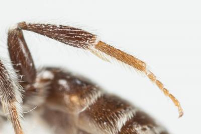  Andrena nitidiuscula Schenck, 1853