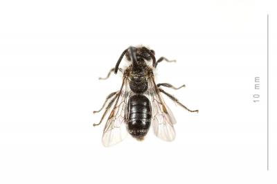  Andrena niveata Friese, 1887