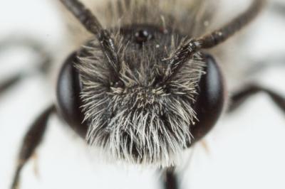  Andrena niveata Friese, 1887