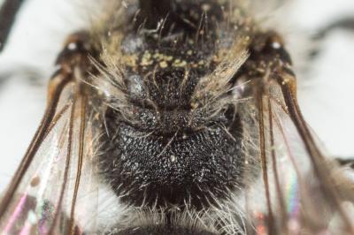  Andrena niveata Friese, 1887