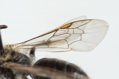  Andrena niveata Friese, 1887