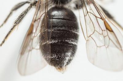  Andrena niveata Friese, 1887