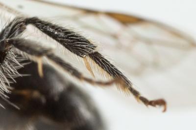  Andrena niveata Friese, 1887