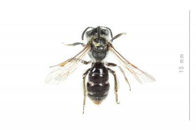  Andrena niveata Friese, 1887