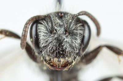  Andrena niveata Friese, 1887