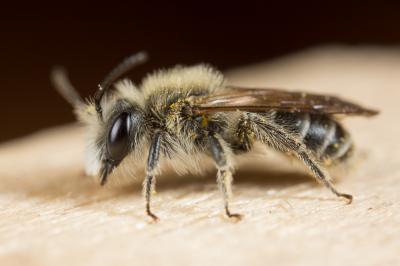  Andrena ovata