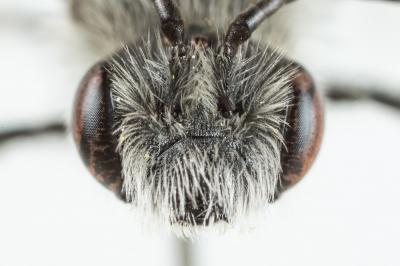  Andrena ovata