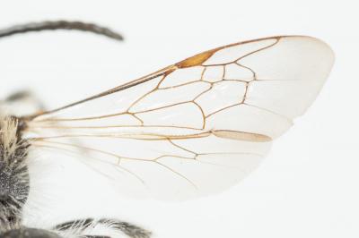  Andrena ovata