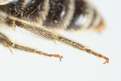  Andrena pandellei Pérez, 1895