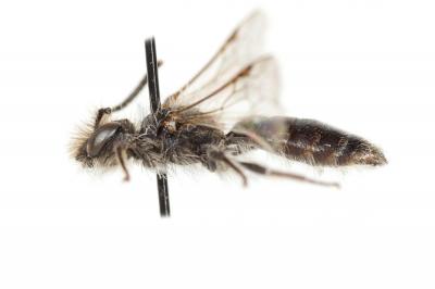  Andrena panurgina De Stefani, 1889