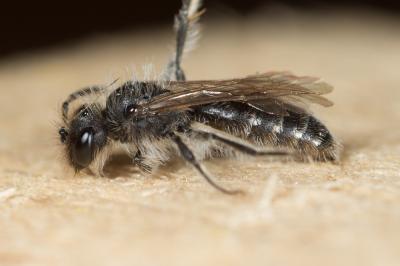  Andrena panurgina De Stefani, 1889