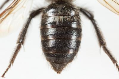  Andrena pilipes Fabricius, 1781