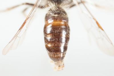  Andrena praecox (Scopoli, 1763)