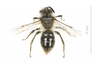  Andrena rhenana Stoeckhert, 1930