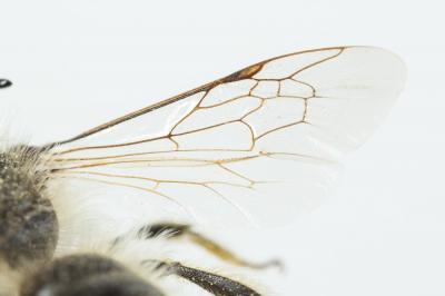  Andrena rhenana Stoeckhert, 1930