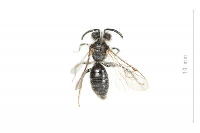  Andrena semilaevis Pérez, 1903