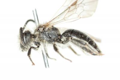  Andrena semilaevis Pérez, 1903