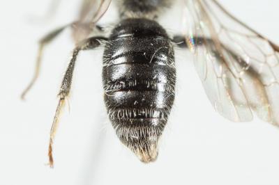  Andrena semilaevis Pérez, 1903