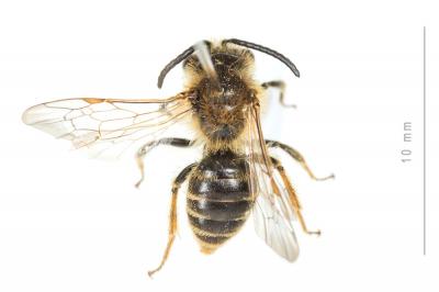  Andrena similis Smith, 1849
