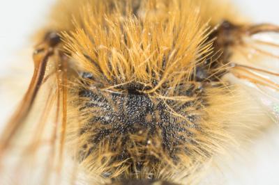  Andrena similis Smith, 1849