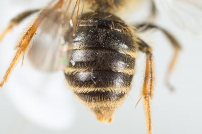  Andrena similis Smith, 1849