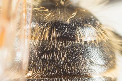  Andrena similis Smith, 1849