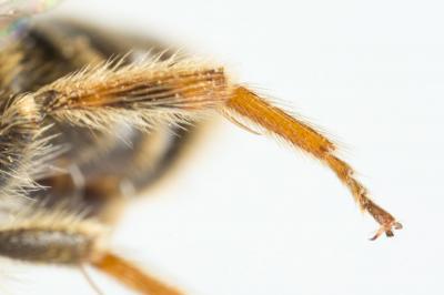 Andrena similis Smith, 1849