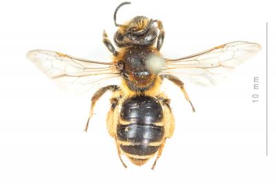  Andrena similis Smith, 1849