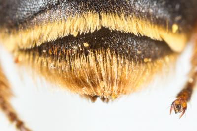  Andrena similis Smith, 1849