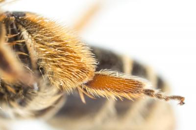  Andrena similis Smith, 1849