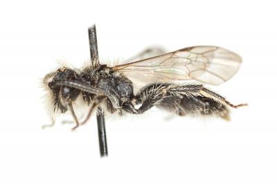  Andrena simontornyella Noskiewicz, 1939